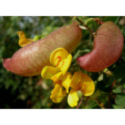 MOSZENKI POŁUDNIOWE Colutea arborescens