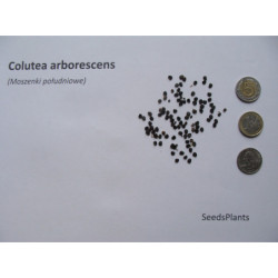 MOSZENKI POŁUDNIOWE Colutea arborescens