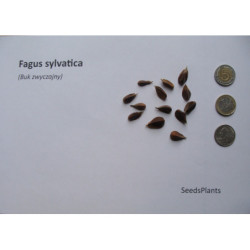  BUK ZWYCZAJNY Fagus sylvatica