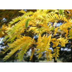 GLEDICZJA TRÓJCIERNIOWA Gleditsia triacanthos