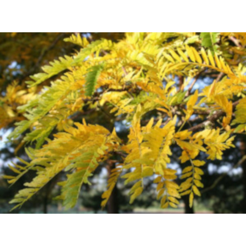 GLEDICZJA TRÓJCIERNIOWA Gleditsia triacanthos