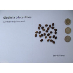 GLEDICZJA TRÓJCIERNIOWA Gleditsia triacanthos