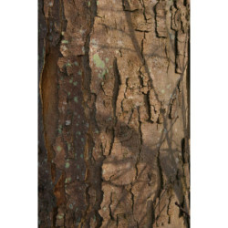 KLON JAWOR Acer pseudoplatanus