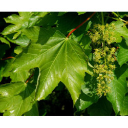 KLON JAWOR Acer pseudoplatanus