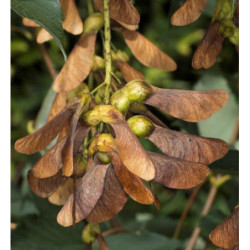 KLON JAWOR Acer pseudoplatanus