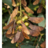 KLON JAWOR Acer pseudoplatanus