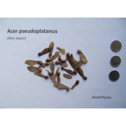 KLON JAWOR Acer pseudoplatanus