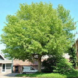 KLON JESIONOLISTNY Acer negundo