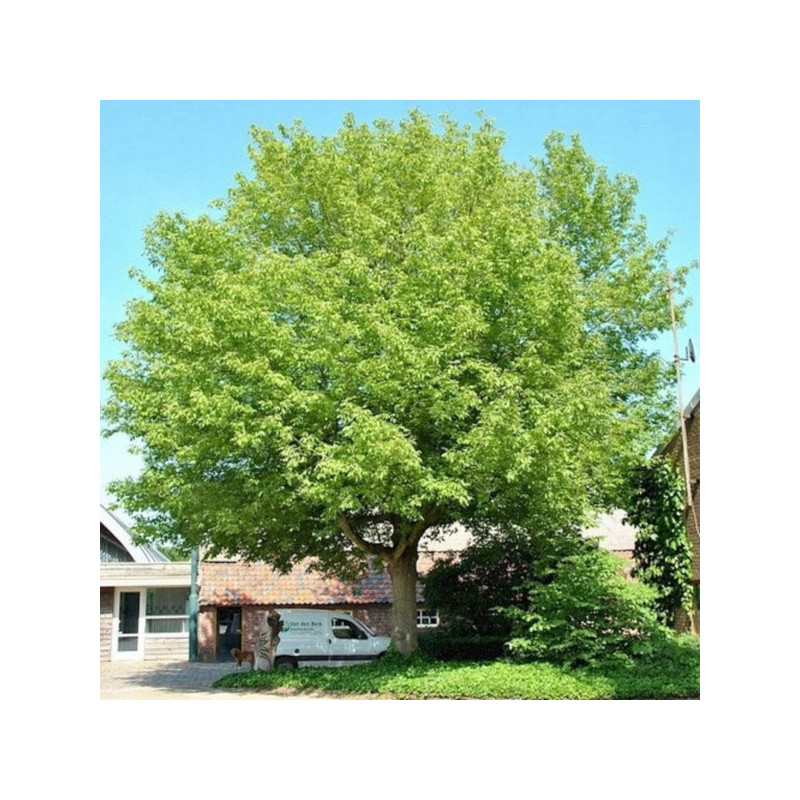 KLON JESIONOLISTNY Acer negundo