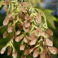 KLON JESIONOLISTNY Acer negundo