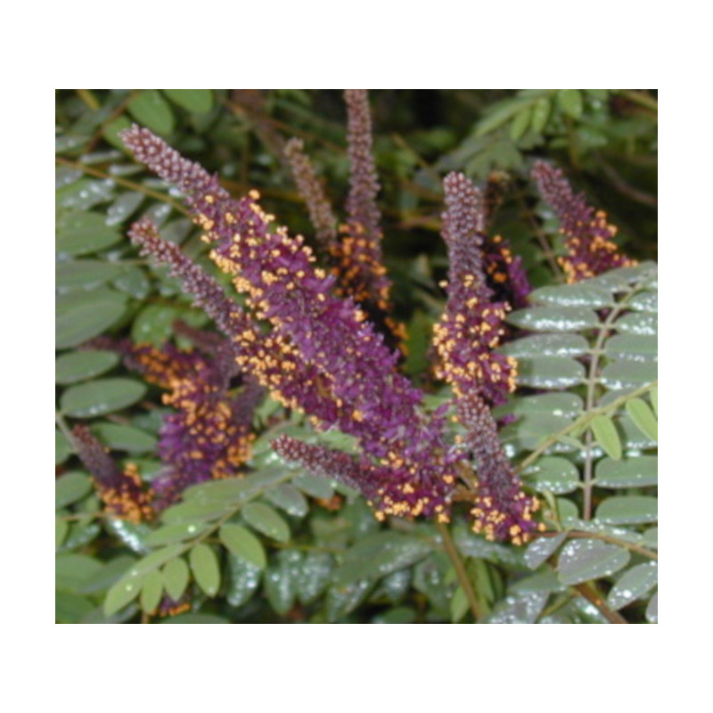 AMORFA KRZEWIASTA Amorpha fruticosa