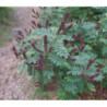 AMORFA KRZEWIASTA Amorpha fruticosa