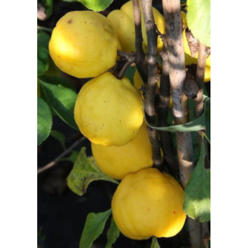 PIGWOWIEC JAPOŃSKI Chaenomeles japonica