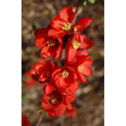 PIGWOWIEC JAPOŃSKI Chaenomeles japonica