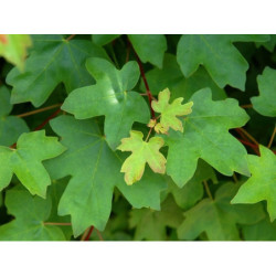 KLON POLNY Acer campestre