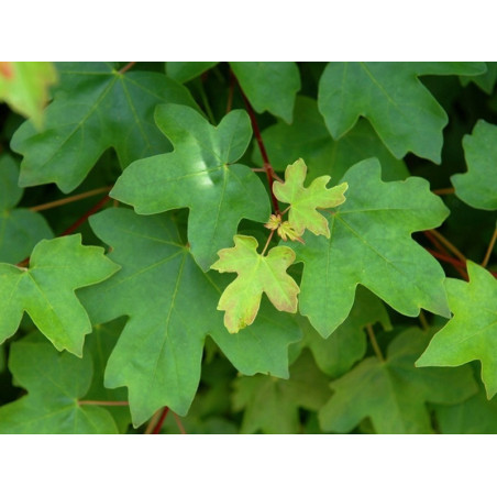 KLON POLNY Acer campestre