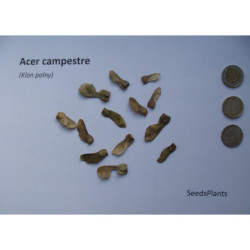 KLON POLNY Acer campestre