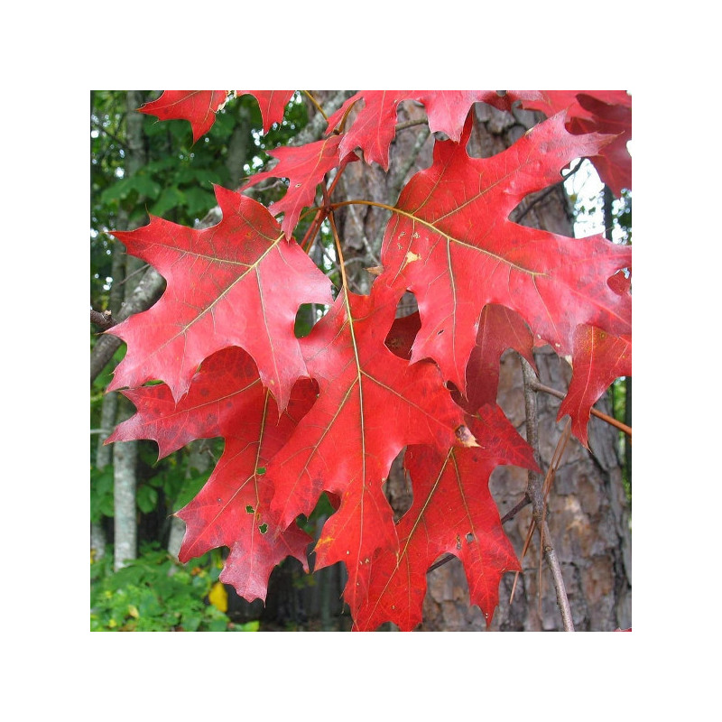 DĄB CZERWONY Quercus rubra