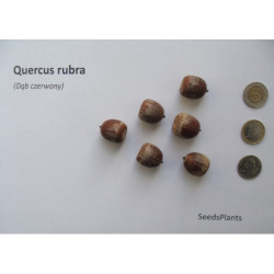 DĄB CZERWONY Quercus rubra