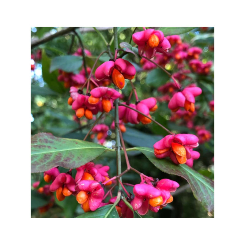 TRZMIELINA POSPOLITA Euonymus europaeus