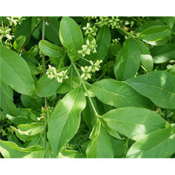 TRZMIELINA POSPOLITA Euonymus europaeus