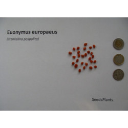 TRZMIELINA POSPOLITA Euonymus europaeus