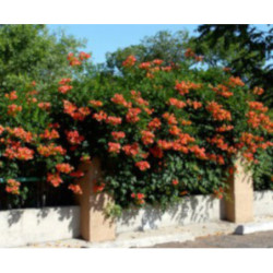 MILIN AMERYKAŃSKI Campsis radicans