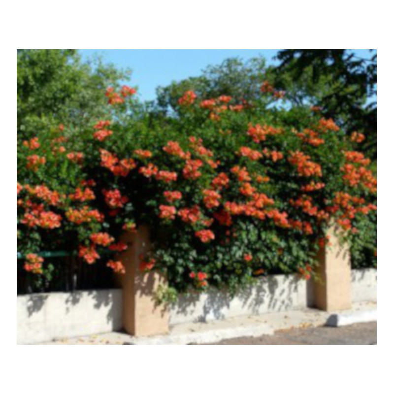 MILIN AMERYKAŃSKI Campsis radicans