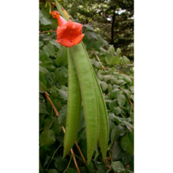 MILIN AMERYKAŃSKI Campsis radicans