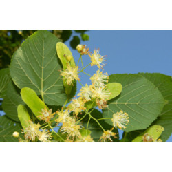 LIPA SZEROKOLISTNA Tilia platyphyllos