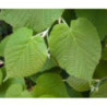 LIPA SZEROKOLISTNA Tilia platyphyllos
