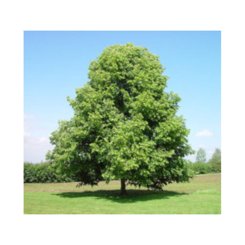 LIPA DROBNOLISTNA Tilia cordata