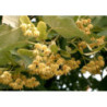 LIPA DROBNOLISTNA Tilia cordata