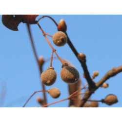 LIPA DROBNOLISTNA Tilia cordata