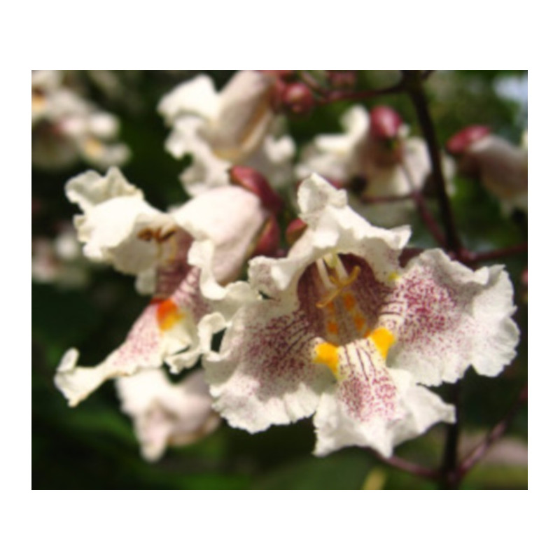 SURMIA ZWYCZAJNA Catalpa bignonioides