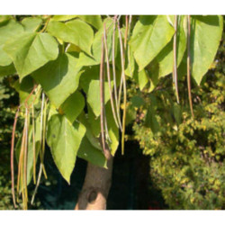 SURMIA ZWYCZAJNA Catalpa bignonioides