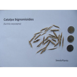SURMIA ZWYCZAJNA Catalpa bignonioides