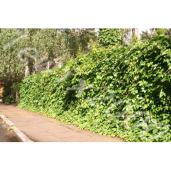 WINOBLUSZCZ Parthenocissus quinquefolia