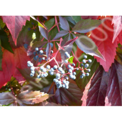 WINOBLUSZCZ Parthenocissus quinquefolia