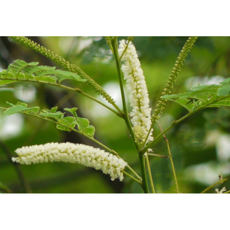 AKACJA KATECHU Acacia catechu