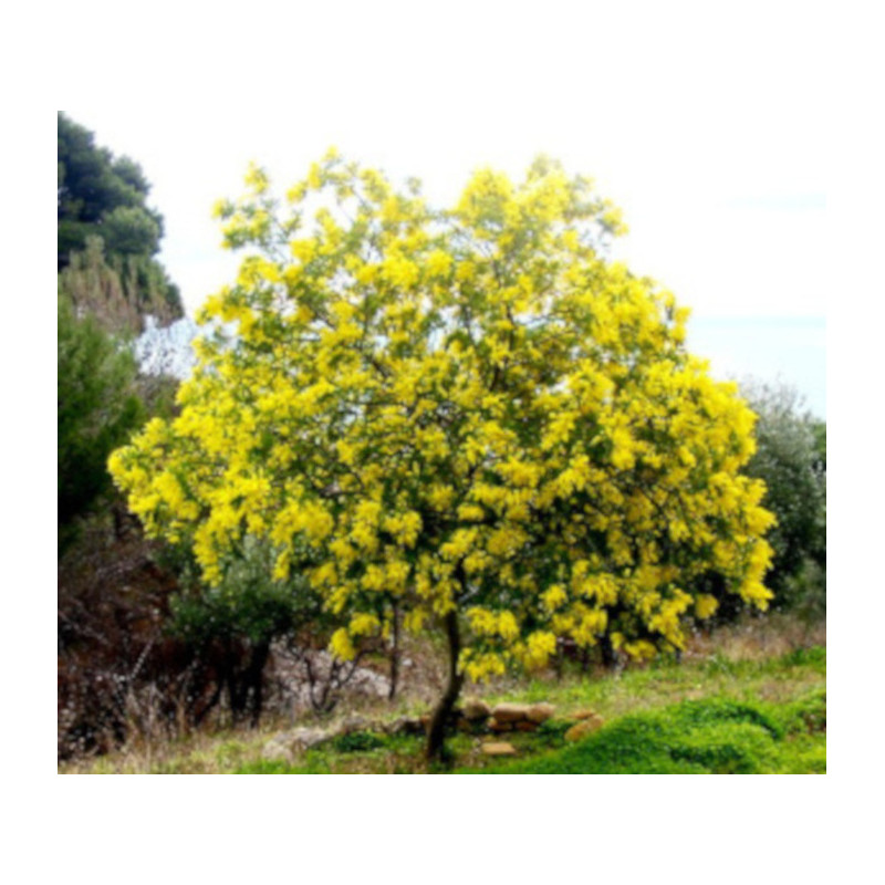 AKACJA SREBRZYSTA Acacia dealbata