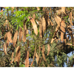 AKACJA RDZAWA Senegalia ferruginea