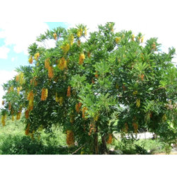 AKACJA RDZAWA Senegalia ferruginea