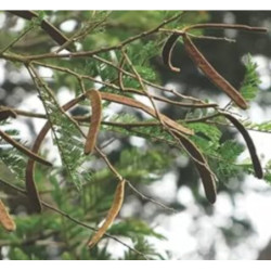 AKACJA LEUCOPHLOEA Acacia leucophloea