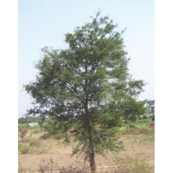 AKACJA LEUCOPHLOEA Acacia leucophloea
