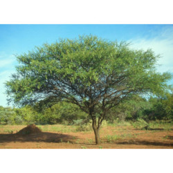 AKACJA NILOTICA Akacia Nilotica