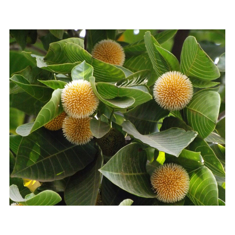 KADAMBA Neolamarckia cadamba