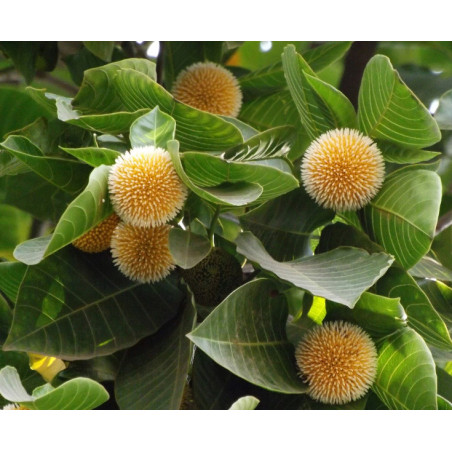 KADAMBA Neolamarckia cadamba