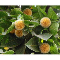 KADAMBA Neolamarckia cadamba