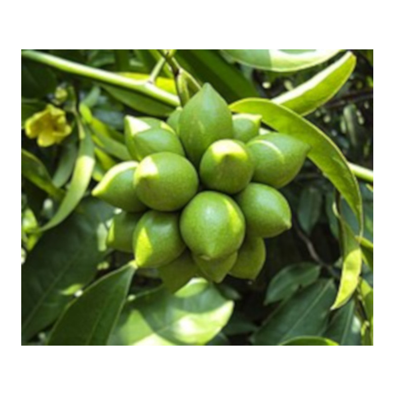 BHANDARI Artabotrys hexapetalus